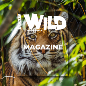 focus Wild